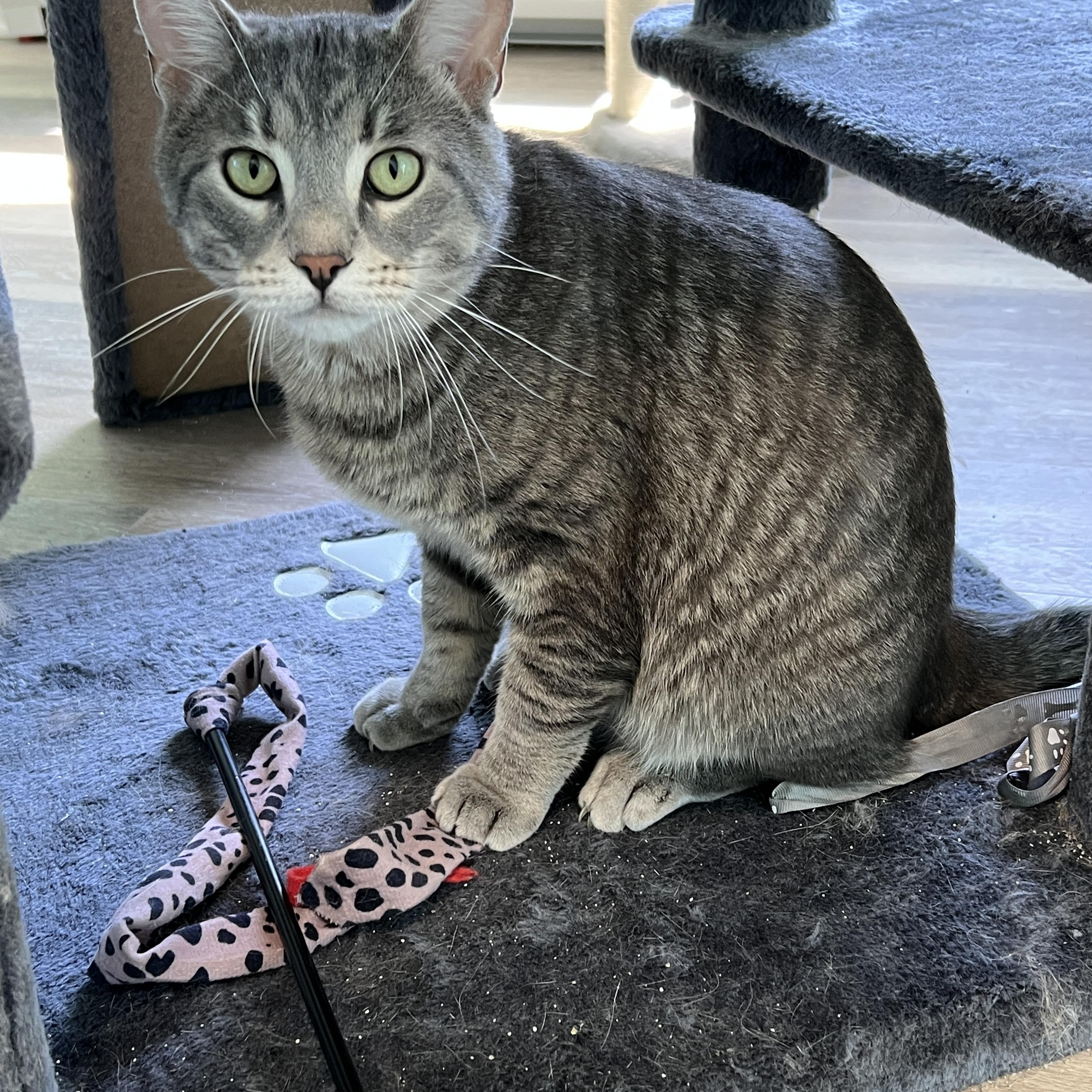 Enlarge Pete, an adopted Domestic Short Hair in Syracuse, NY image 2/4