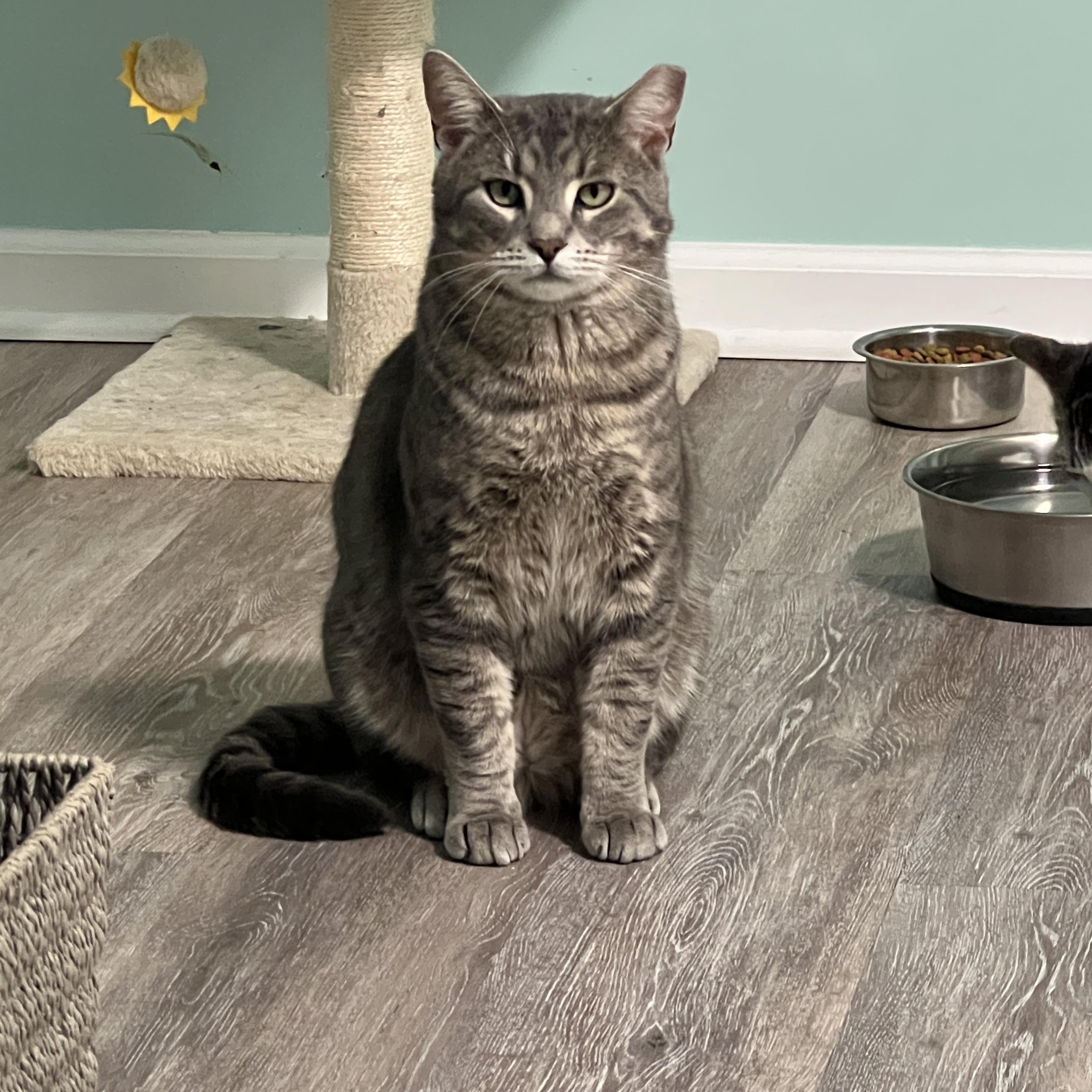 Enlarge Pete, an adopted Domestic Short Hair in Syracuse, NY image 3/4