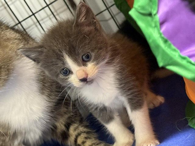 Safari, Adoptable, Young Male Domestic Short Hair.
