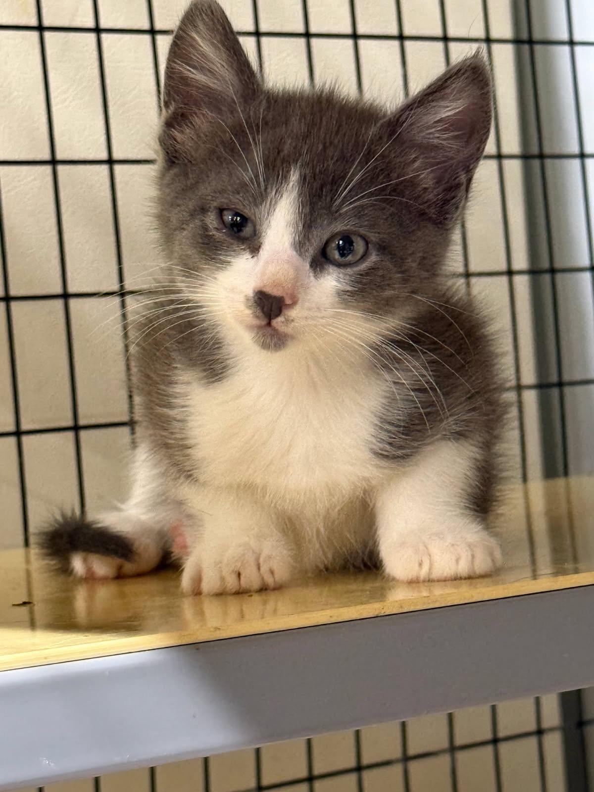 Enlarge Safari, a Adoptable Domestic Short Hair in Williamsburg, IA image 2/2