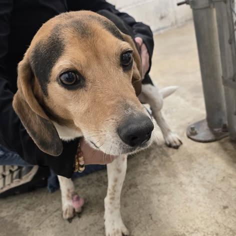Hank, Adoptable, Adult Male Beagle.