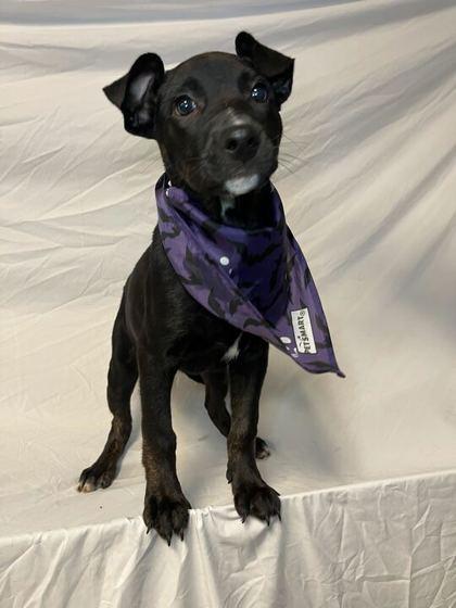 Twix, Adoptable, Adult Female Mixed Breed & Mixed Breed.