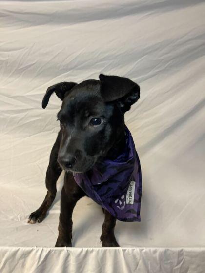 Enlarge Twix, a Adoptable mixed breed in Columbus, OH image 2/3