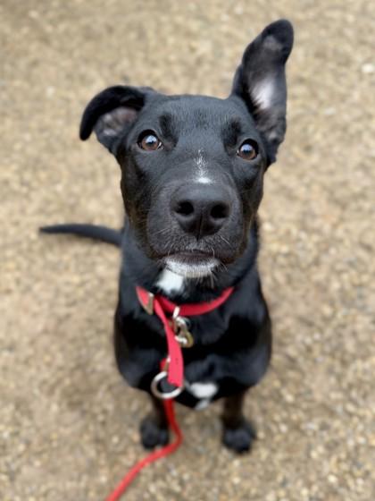 Enlarge Twix, a Adoptable mixed breed in Columbus, OH image 3/3