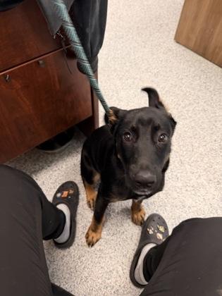 Enlarge Olive, an adopted mixed breed in Converse, TX image 1/1