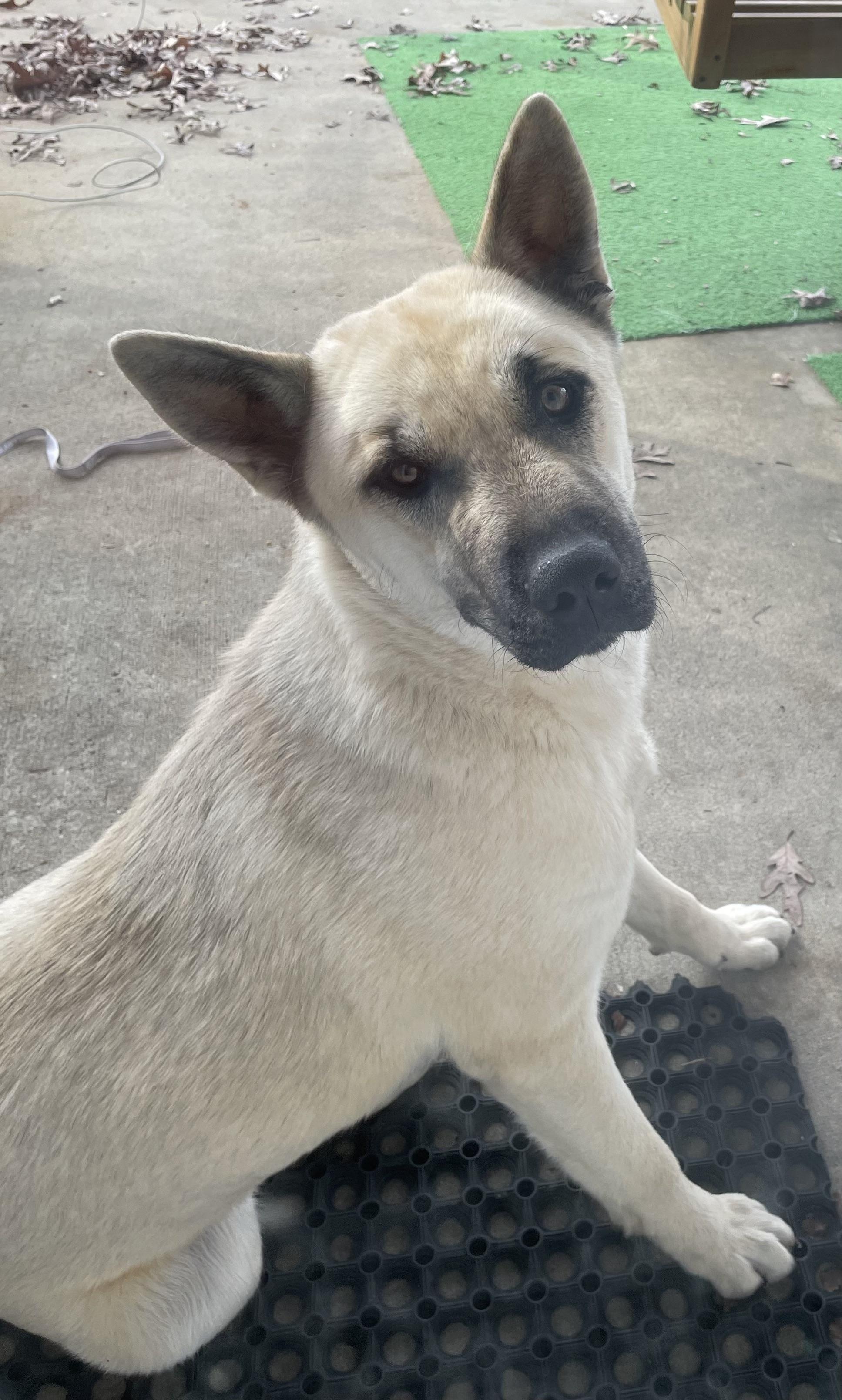 Enlarge Patti, an adopted mixed breed in Cullman, AL image 1/5