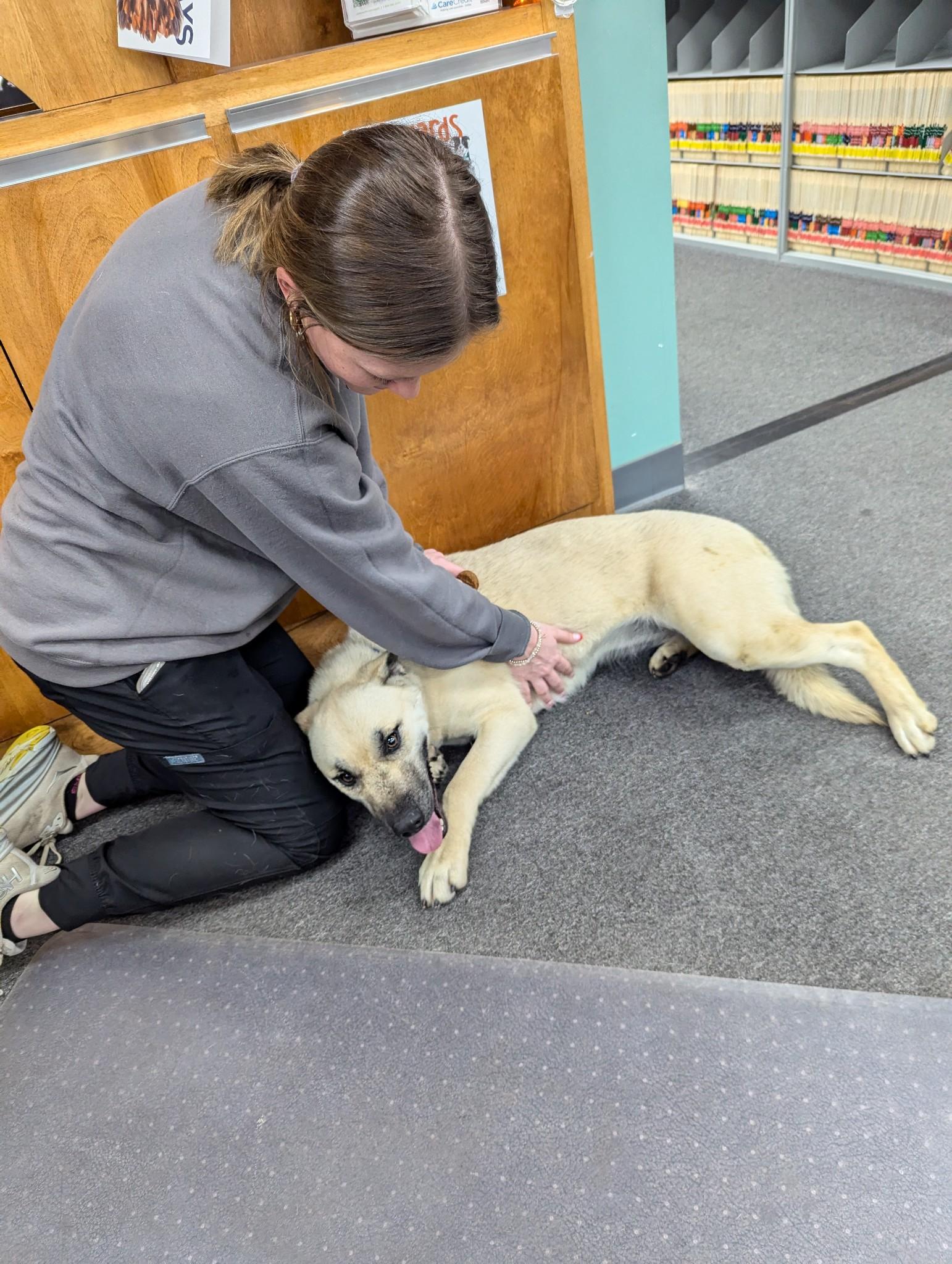 Enlarge Patti, an adopted mixed breed in Cullman, AL image 3/5