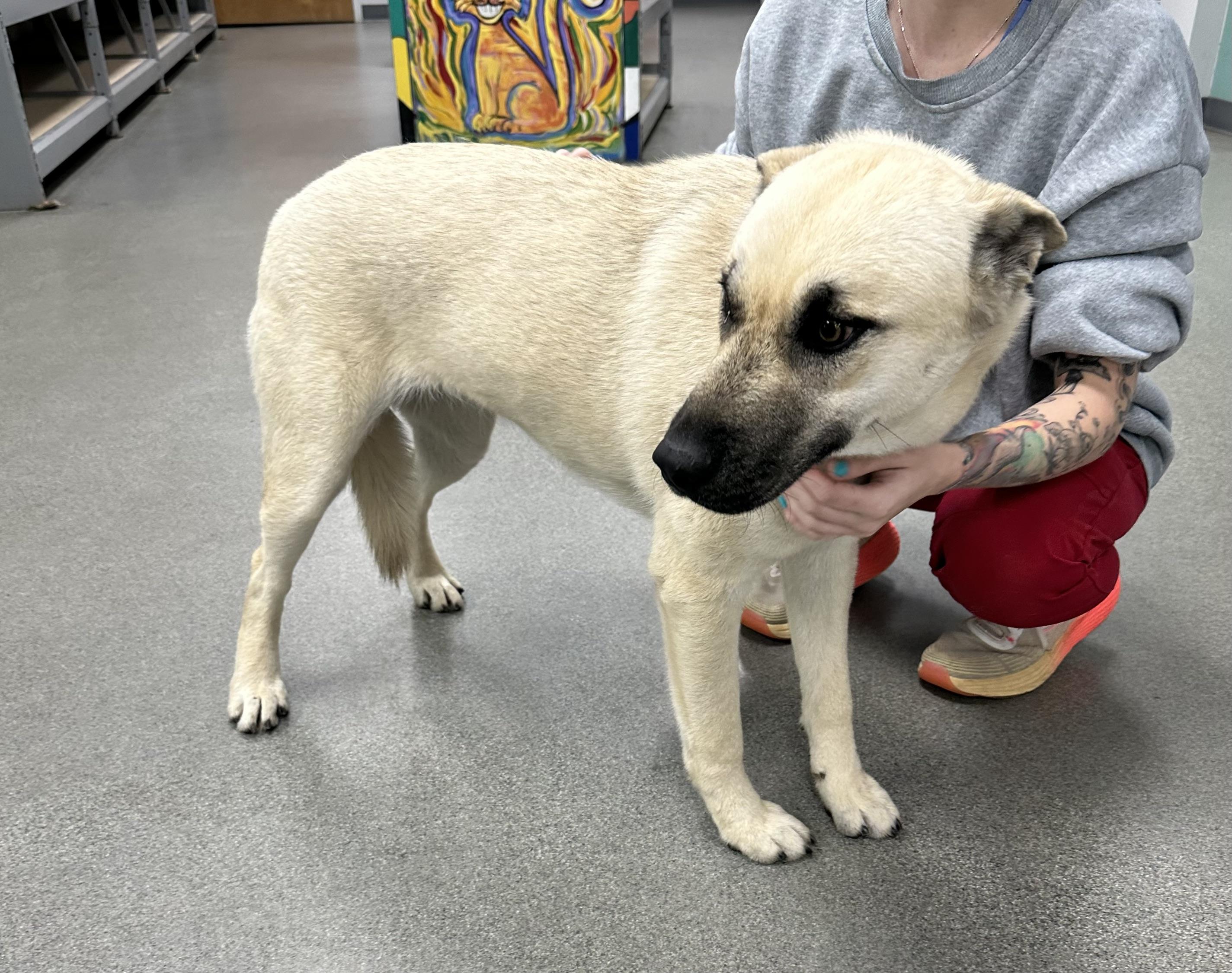 Enlarge Patti, an adopted mixed breed in Cullman, AL image 4/5