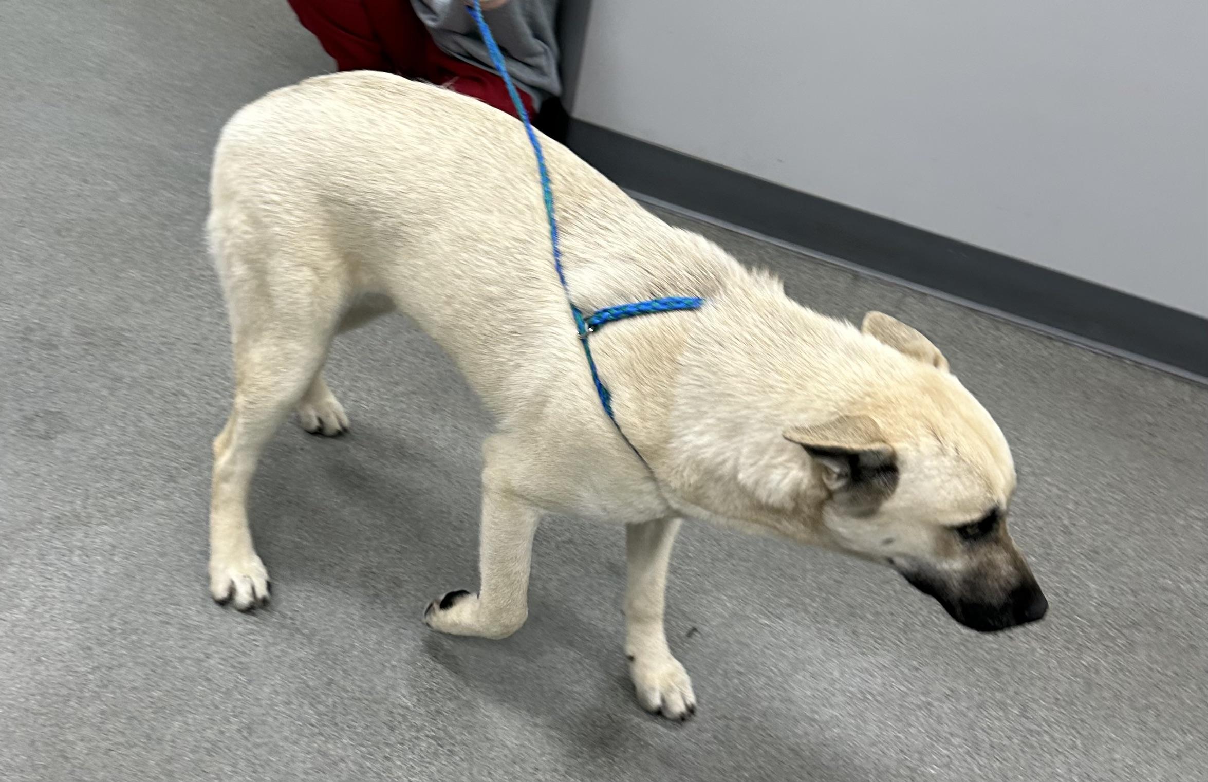 Enlarge Patti, an adopted mixed breed in Cullman, AL image 5/5