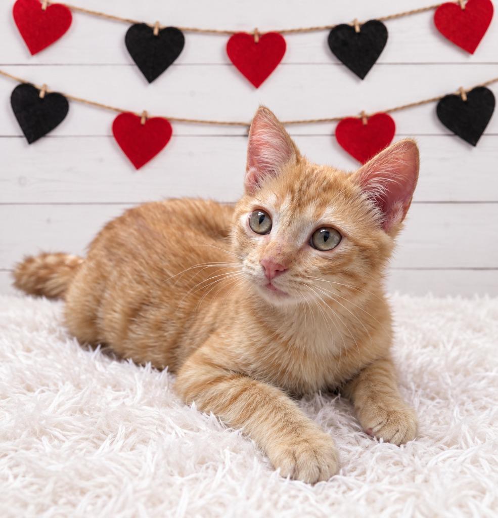 Curry, Adoptable, Kitten Male Domestic Short Hair.