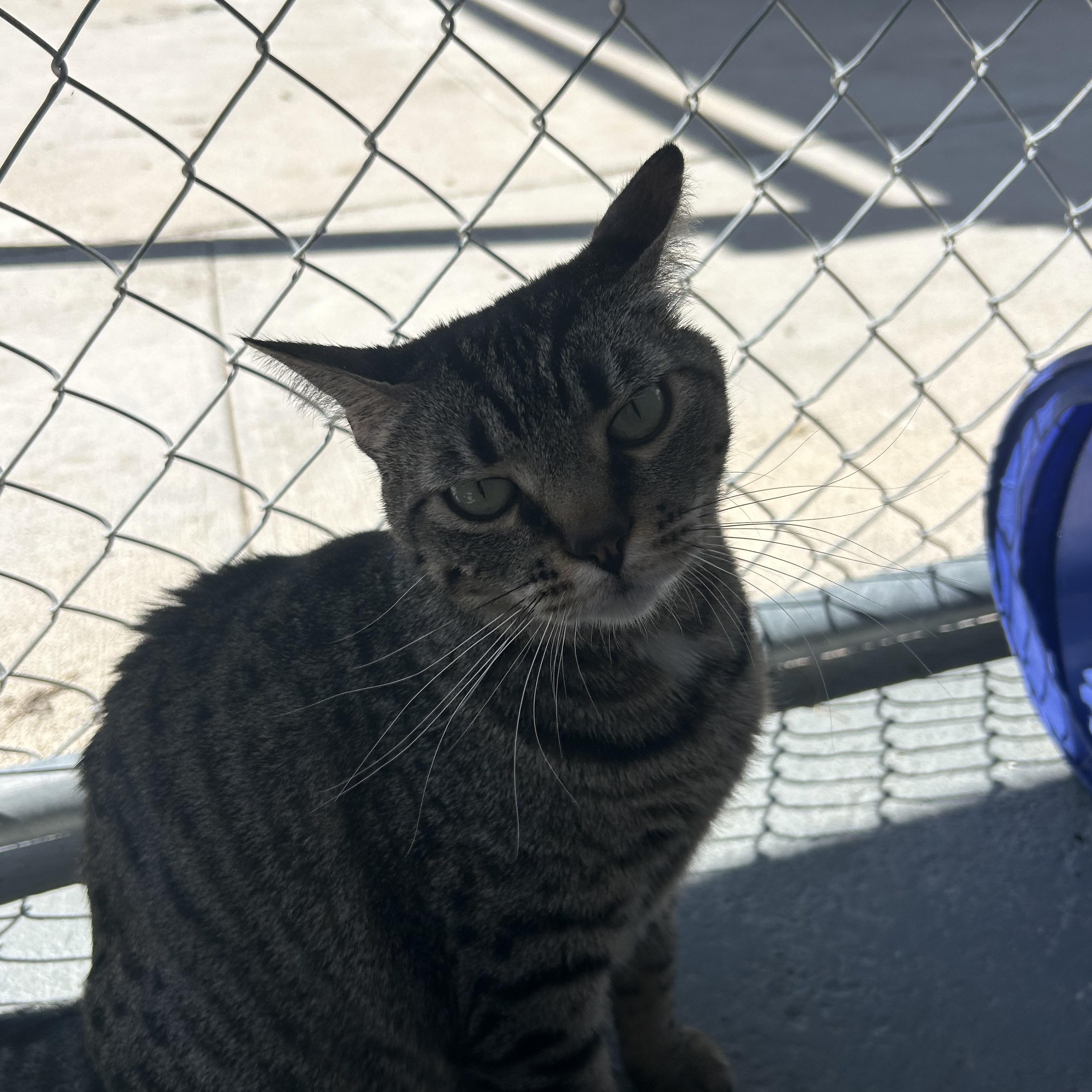 Enlarge Leche, a Adoptable Domestic Short Hair in El Cajon, CA image 3/4