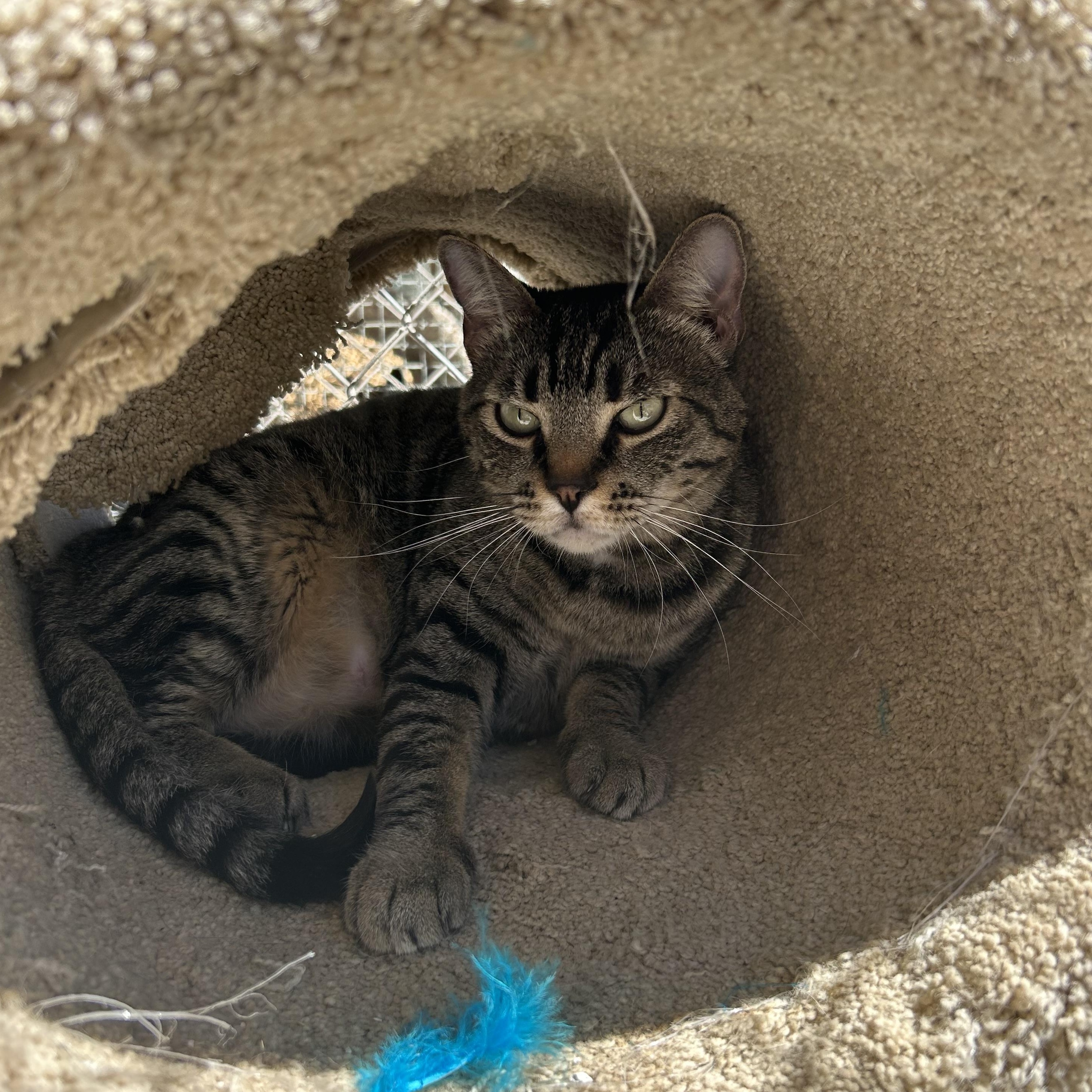Enlarge Leche, a Adoptable Domestic Short Hair in El Cajon, CA image 2/4