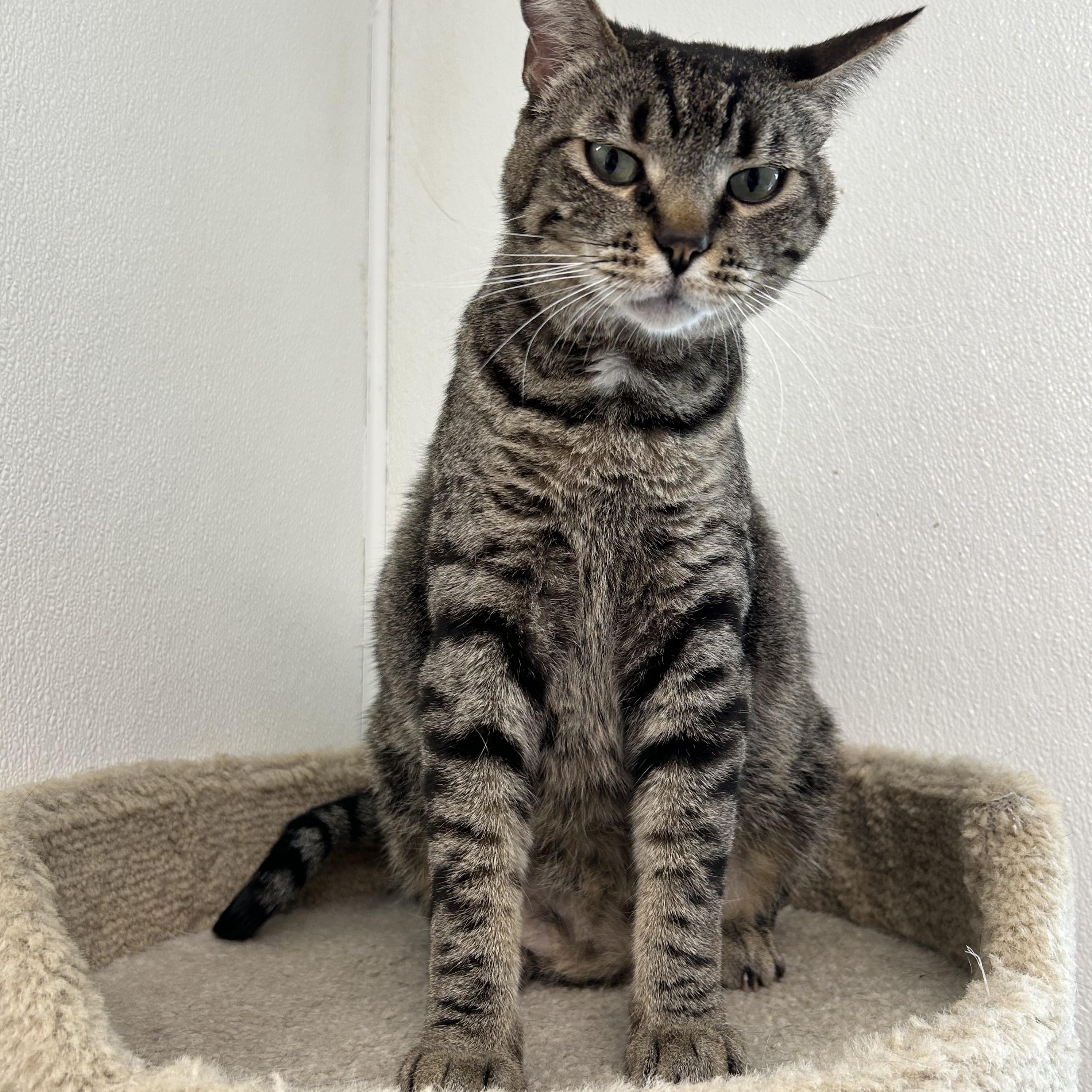 Enlarge Leche, a Adoptable Domestic Short Hair in El Cajon, CA image 4/4
