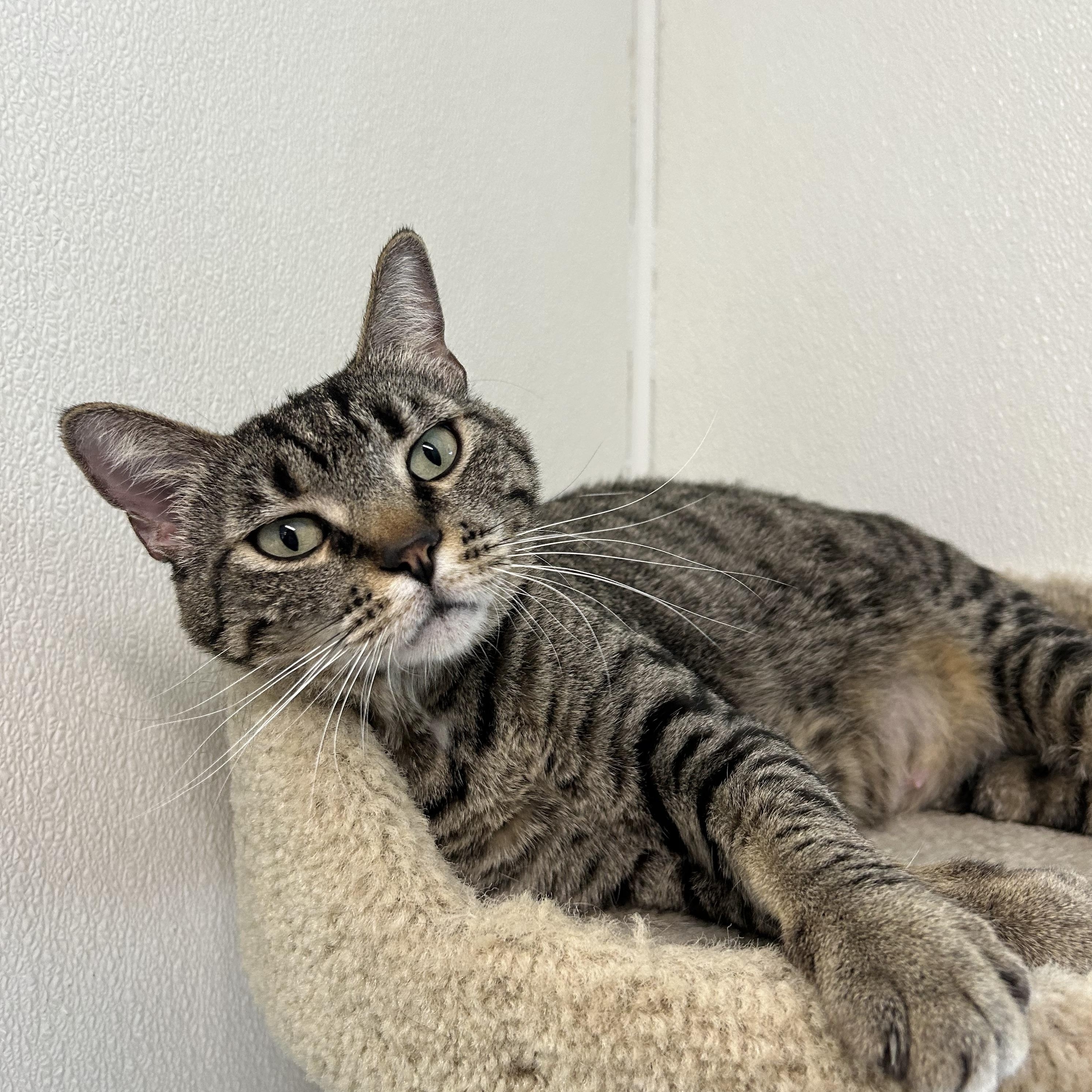 Enlarge Leche, a Adoptable Domestic Short Hair in El Cajon, CA image 1/4