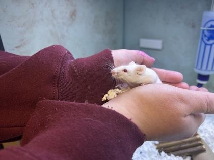 Stuart, Adoptable, Young Male Mouse.