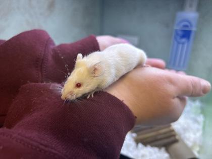 Enlarge Stuart, a Adoptable Mouse in Boulder, CO image 2/3