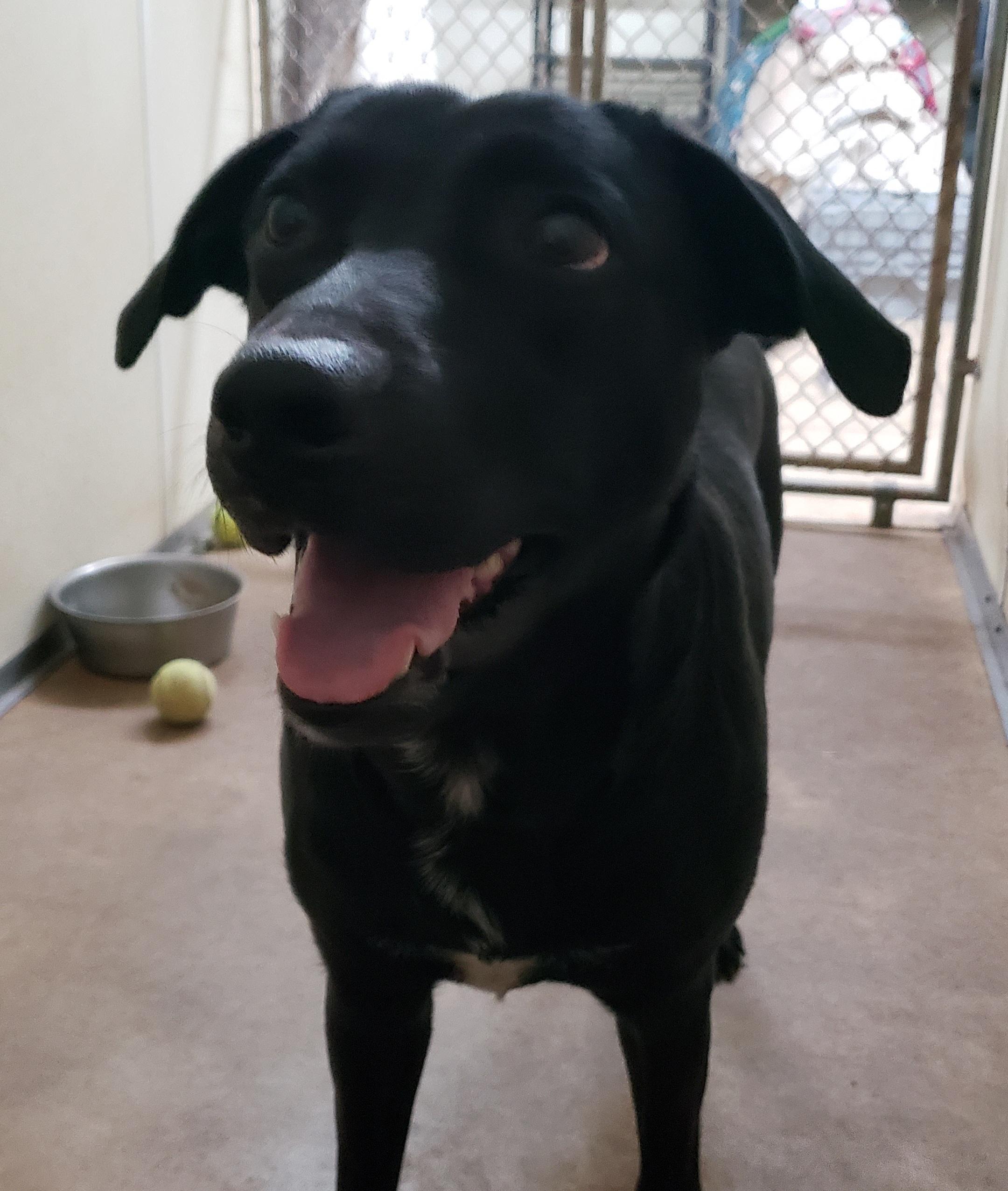 Raven, a Adoptable Black Labrador Retriever in Middlebury, IN image 1/2
