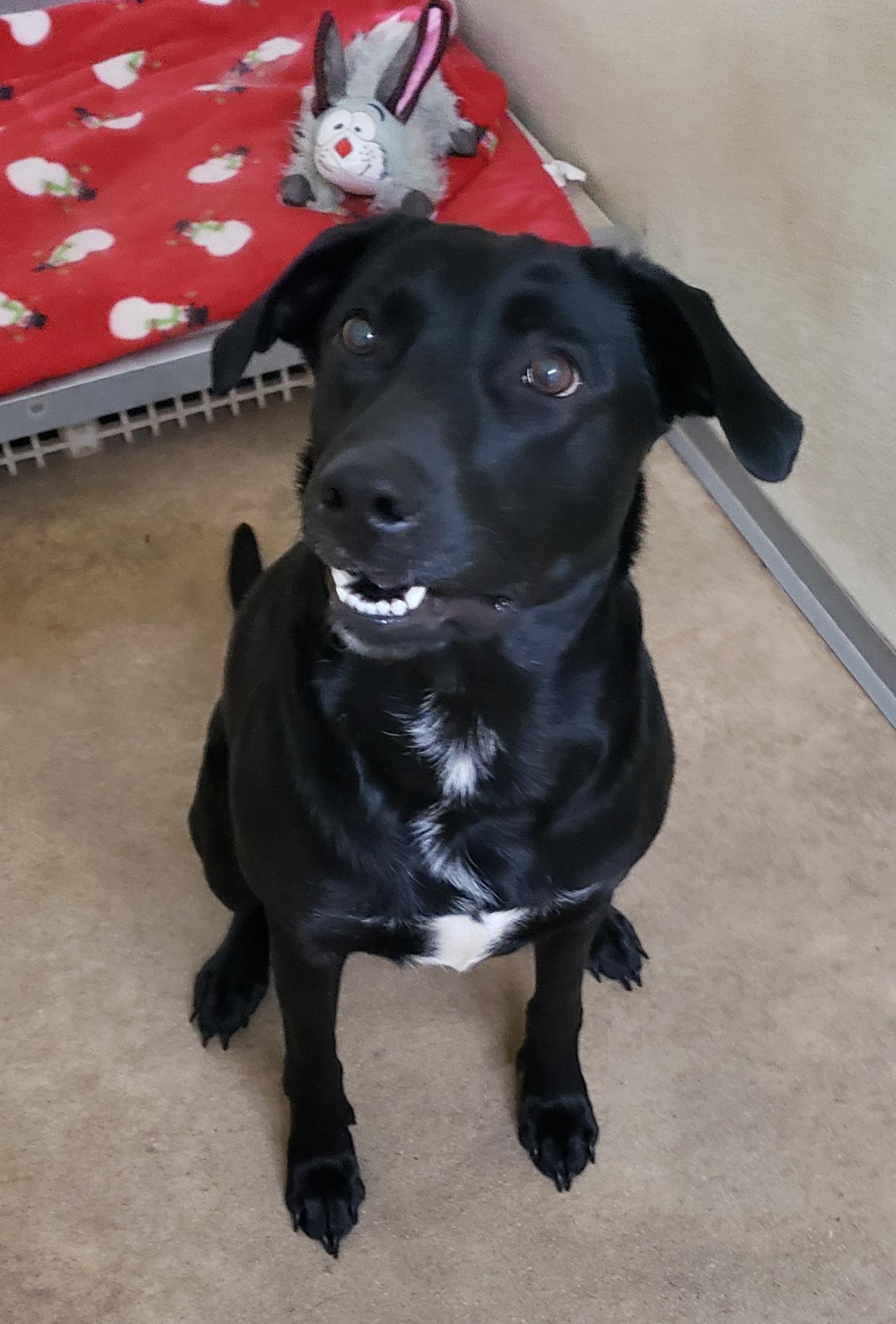 Raven, a Adoptable Black Labrador Retriever in Middlebury, IN image 2/2