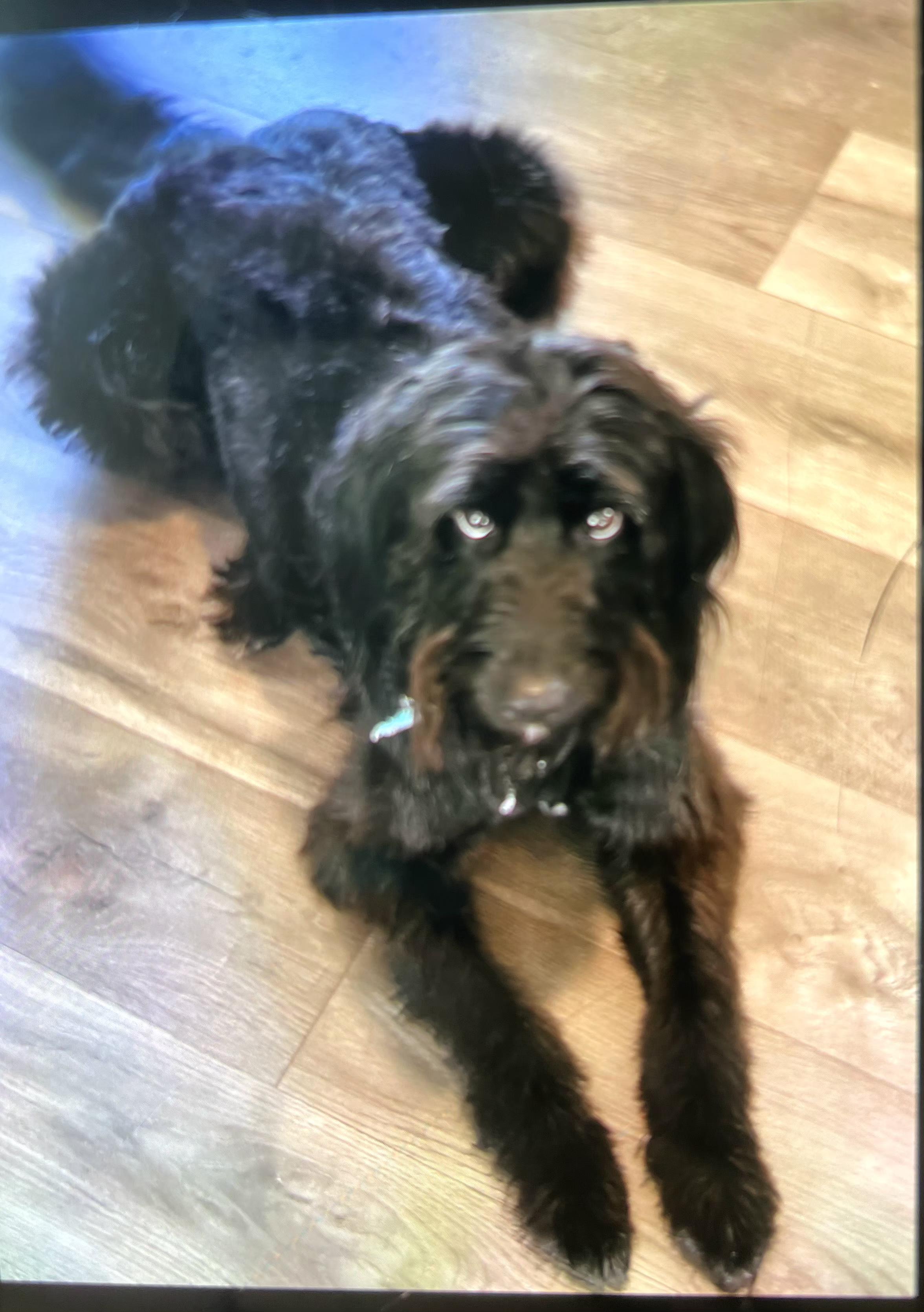 Enlarge Harper, a ADOPTABLE mixed breed in Arlington Heights, IL image 6/6