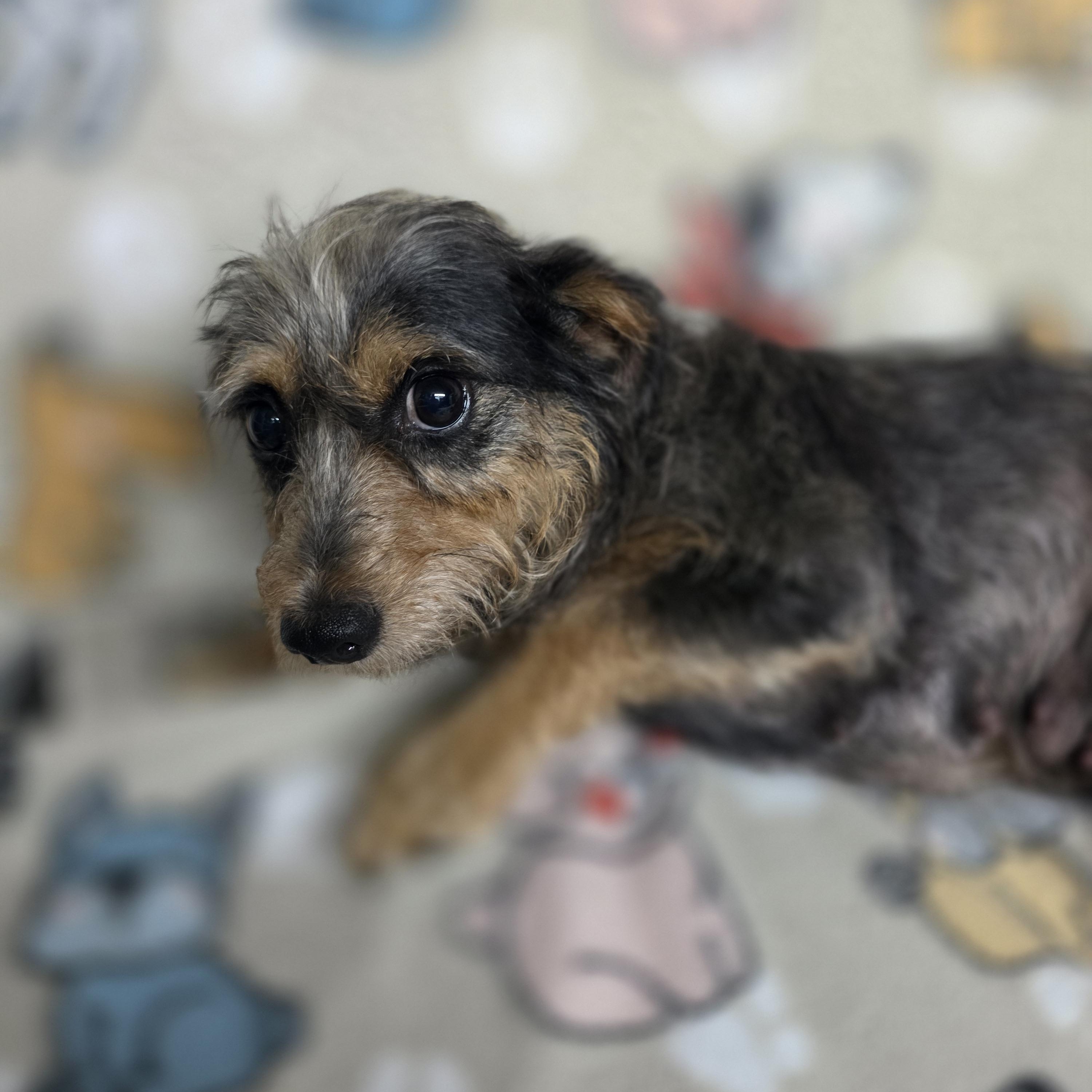 Enlarge Birdie - PENDING, an adopted mixed breed in Dallas, GA image 3/3