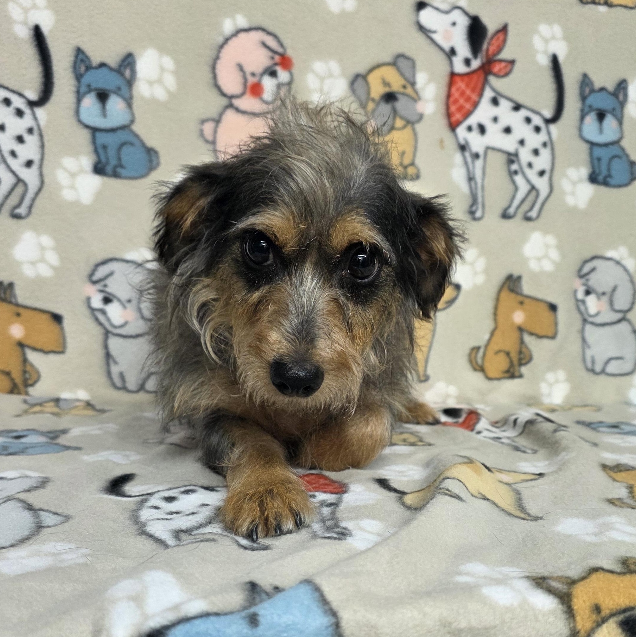 Enlarge Birdie - PENDING, an adopted mixed breed in Dallas, GA image 2/3
