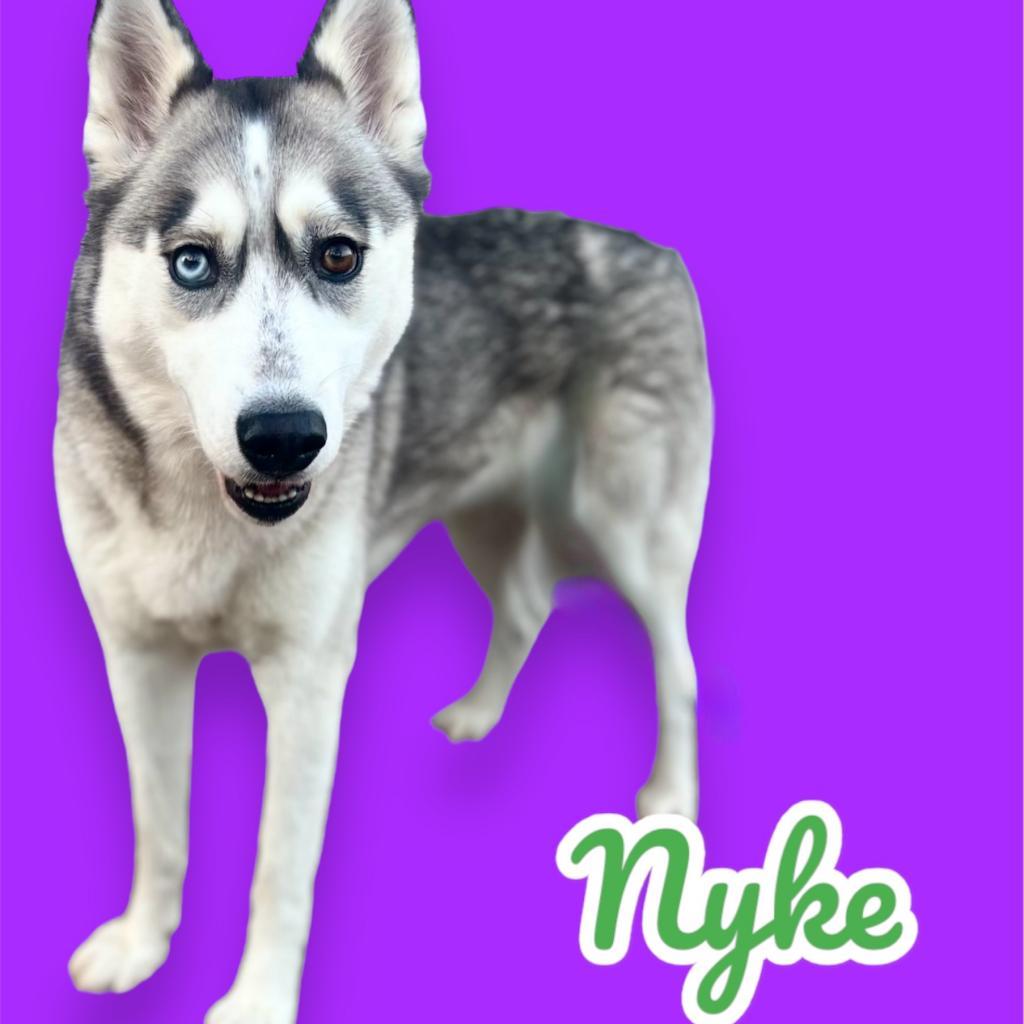 Nyke, Adoptable, Adult Female Husky.
