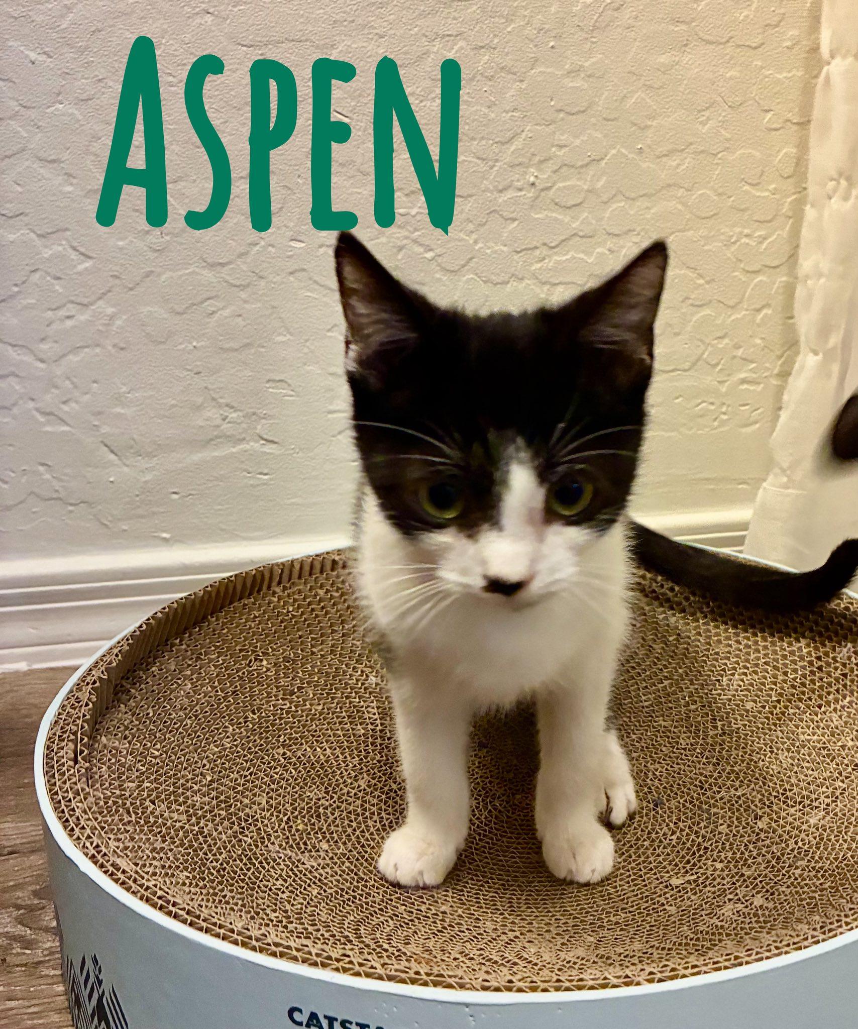 Enlarge Aspen, a Adoptable Domestic Short Hair in Queen Creek, AZ image 1/1