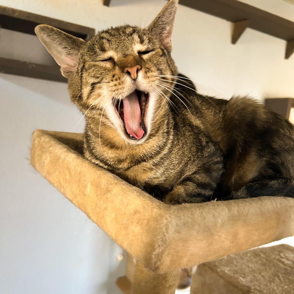 Gepetto, Adoptable, Senior Male Domestic Short Hair.