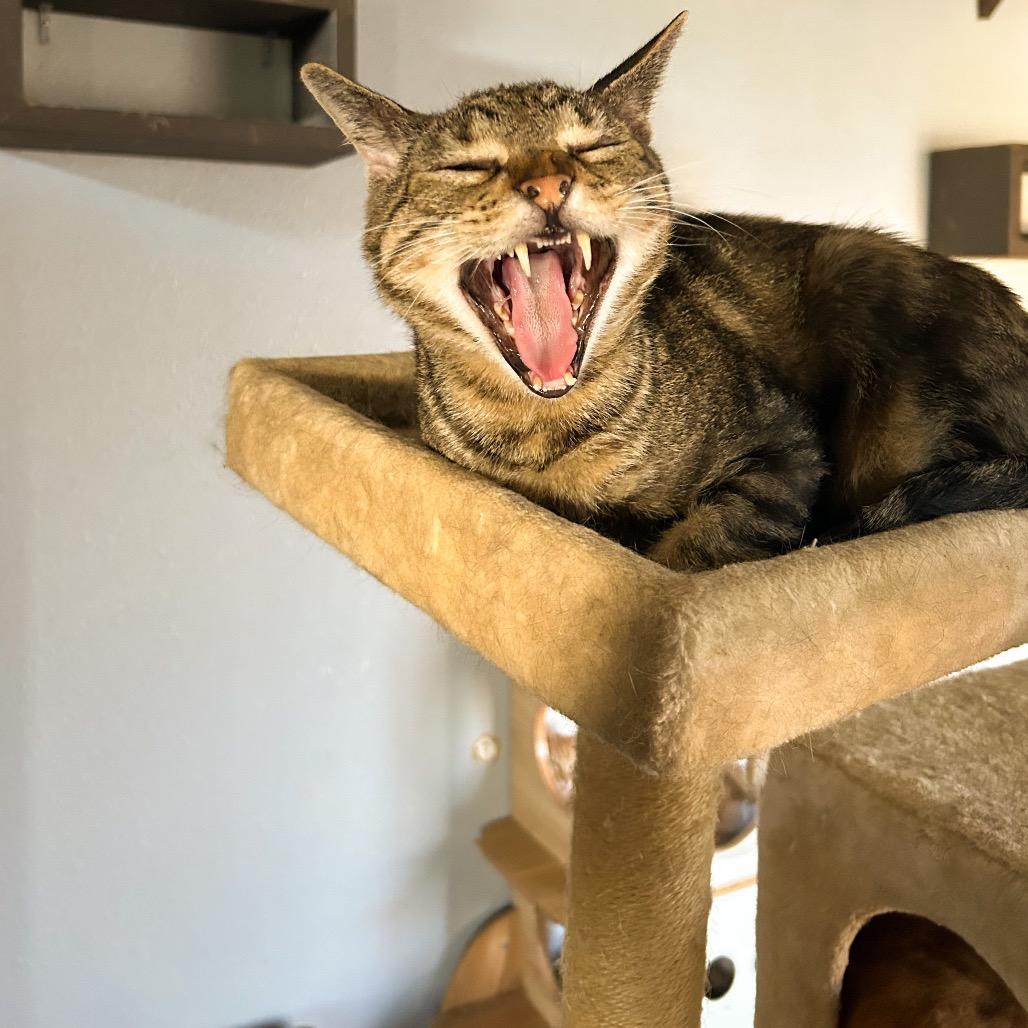 Gepetto, a Adoptable Domestic Short Hair in Nampa, ID image 2/6