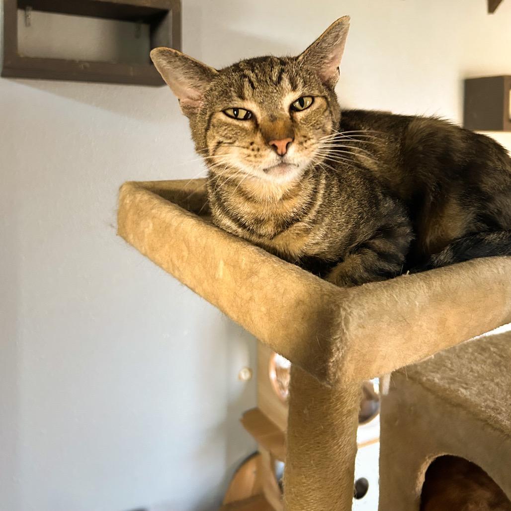 Gepetto, a Adoptable Domestic Short Hair in Nampa, ID image 3/6