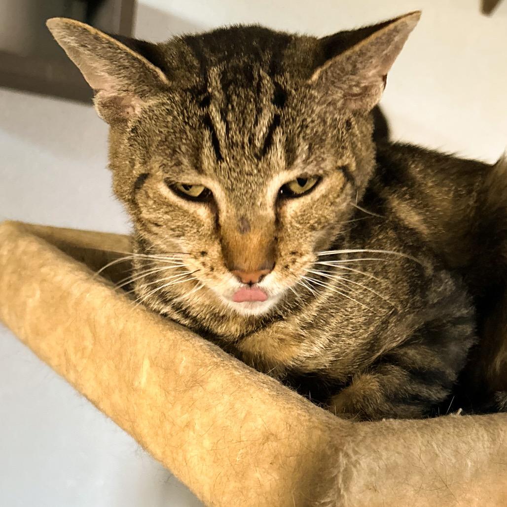 Gepetto, a Adoptable Domestic Short Hair in Nampa, ID image 4/6