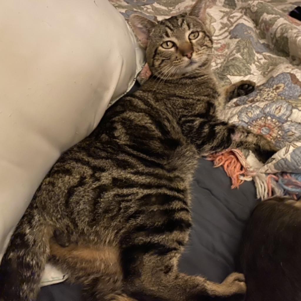 Gepetto, a Adoptable Domestic Short Hair in Nampa, ID image 5/6