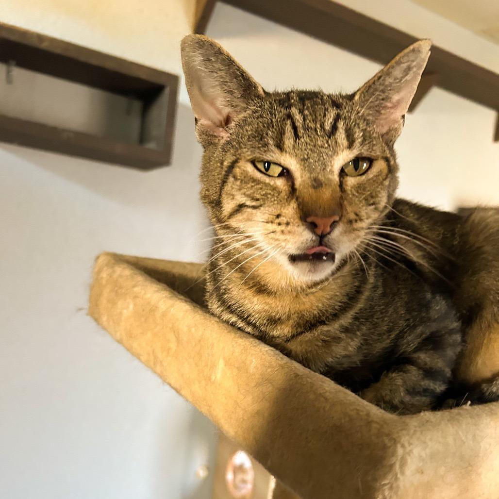 Gepetto, a Adoptable Domestic Short Hair in Nampa, ID image 6/6