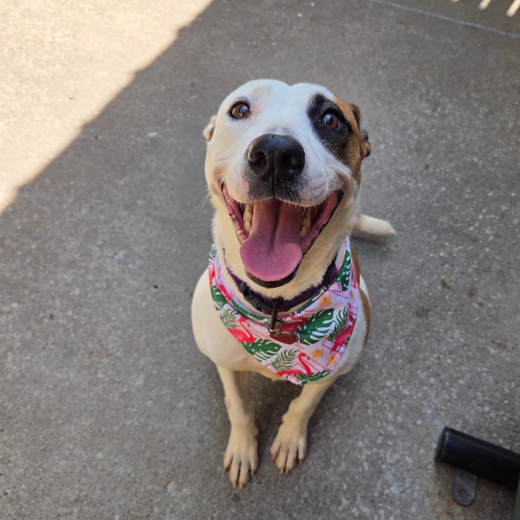 Enlarge Chachi, a Adoptable mixed breed in Tulsa, OK image 1/6