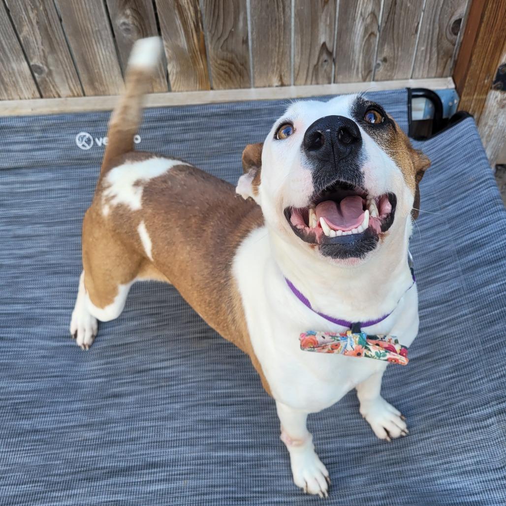 Enlarge Chachi, a Adoptable mixed breed in Tulsa, OK image 5/6