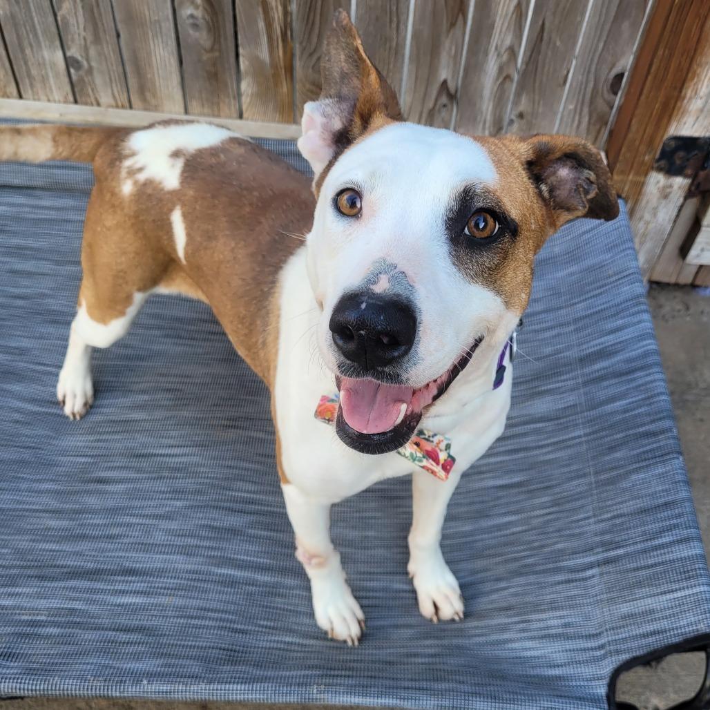 Enlarge Chachi, a Adoptable mixed breed in Tulsa, OK image 6/6