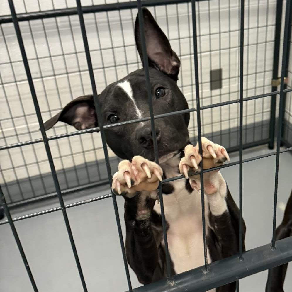 Keiser (More White), Adoptable, Young Male Mixed Breed.