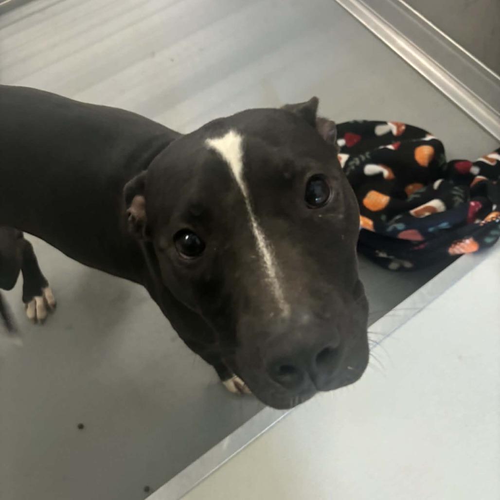 Enlarge Keiser (More White), a Adoptable Mixed Breed in Rocky Mount, VA image 2/2