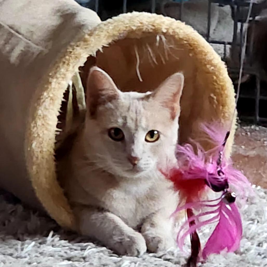 Riva, a Adoptable Domestic Short Hair in Grantsville, UT image 1/3