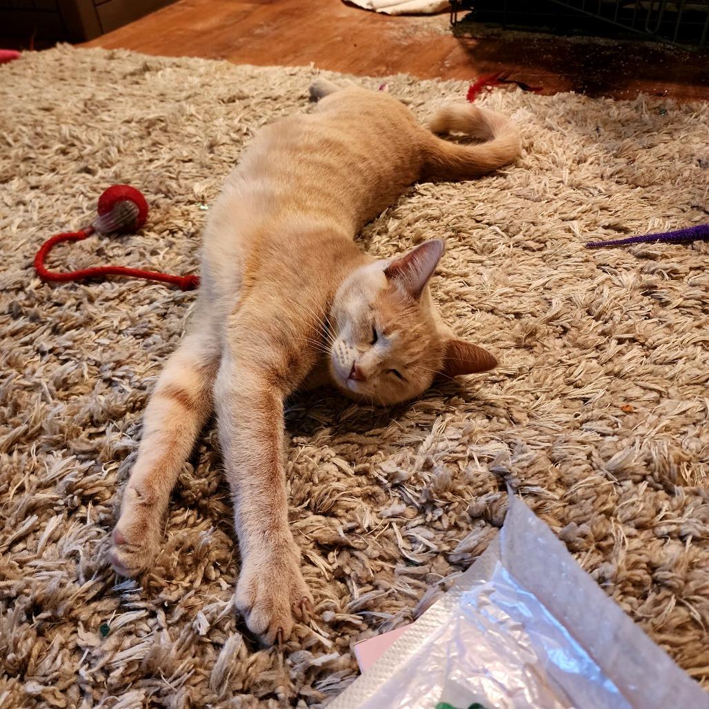 Riva, a Adoptable Domestic Short Hair in Grantsville, UT image 2/3