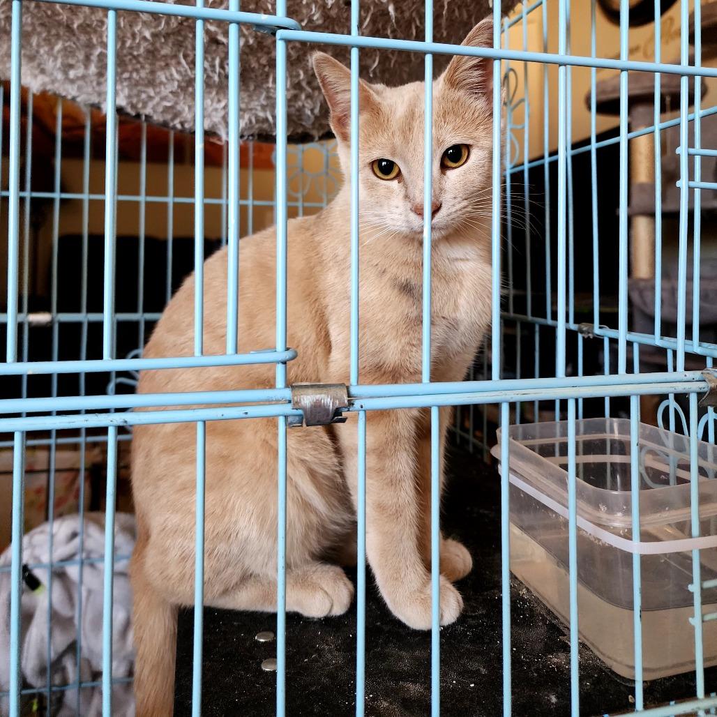 Riva, a Adoptable Domestic Short Hair in Grantsville, UT image 3/3