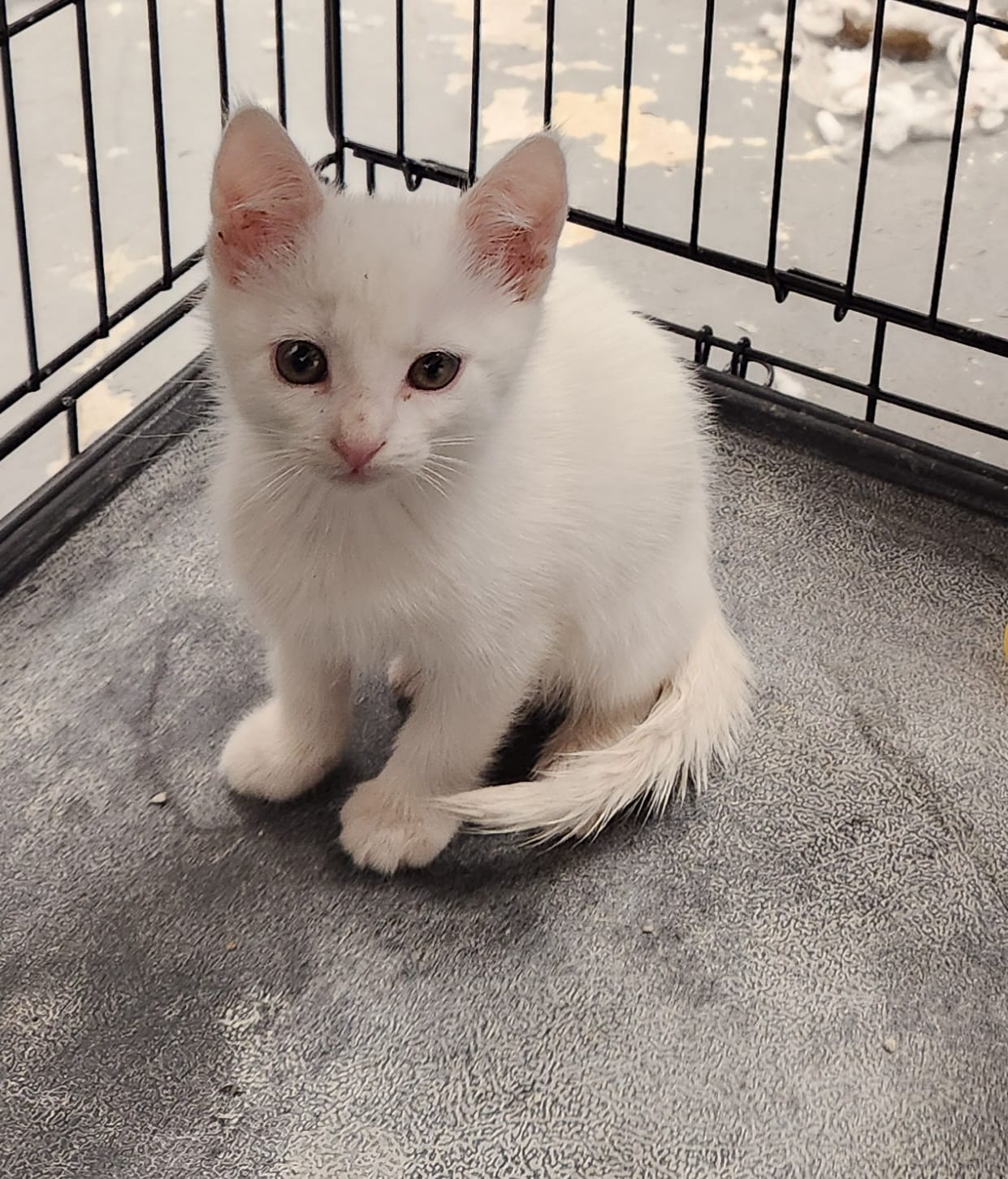 Marshall, Adopted, Kitten Male Domestic Short Hair.
