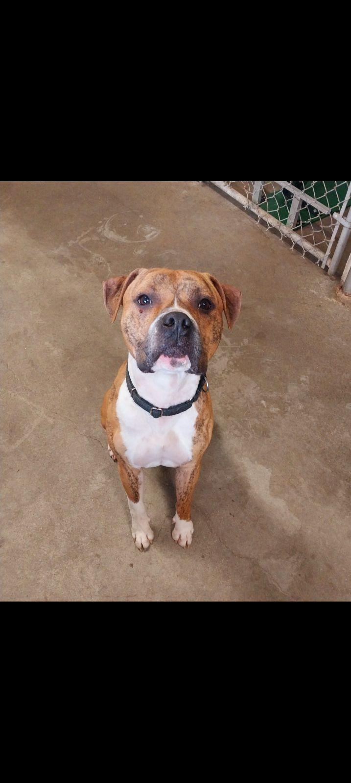 Enlarge Zeppelin, a Adopted mixed breed in North Smithfield, RI image 1/1