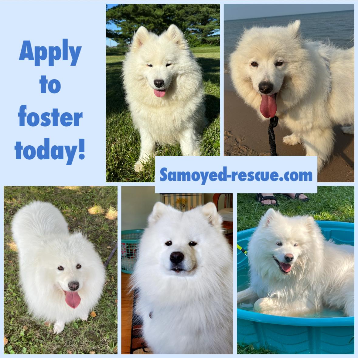 Enlarge Samoyed, a Adoptable Samoyed in Milwaukee, WI image 1/1