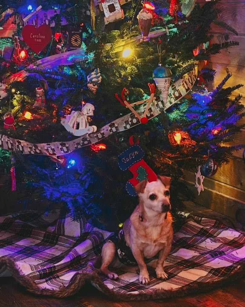 Charli, Adoptable, Adult Male Chihuahua & Dachshund.