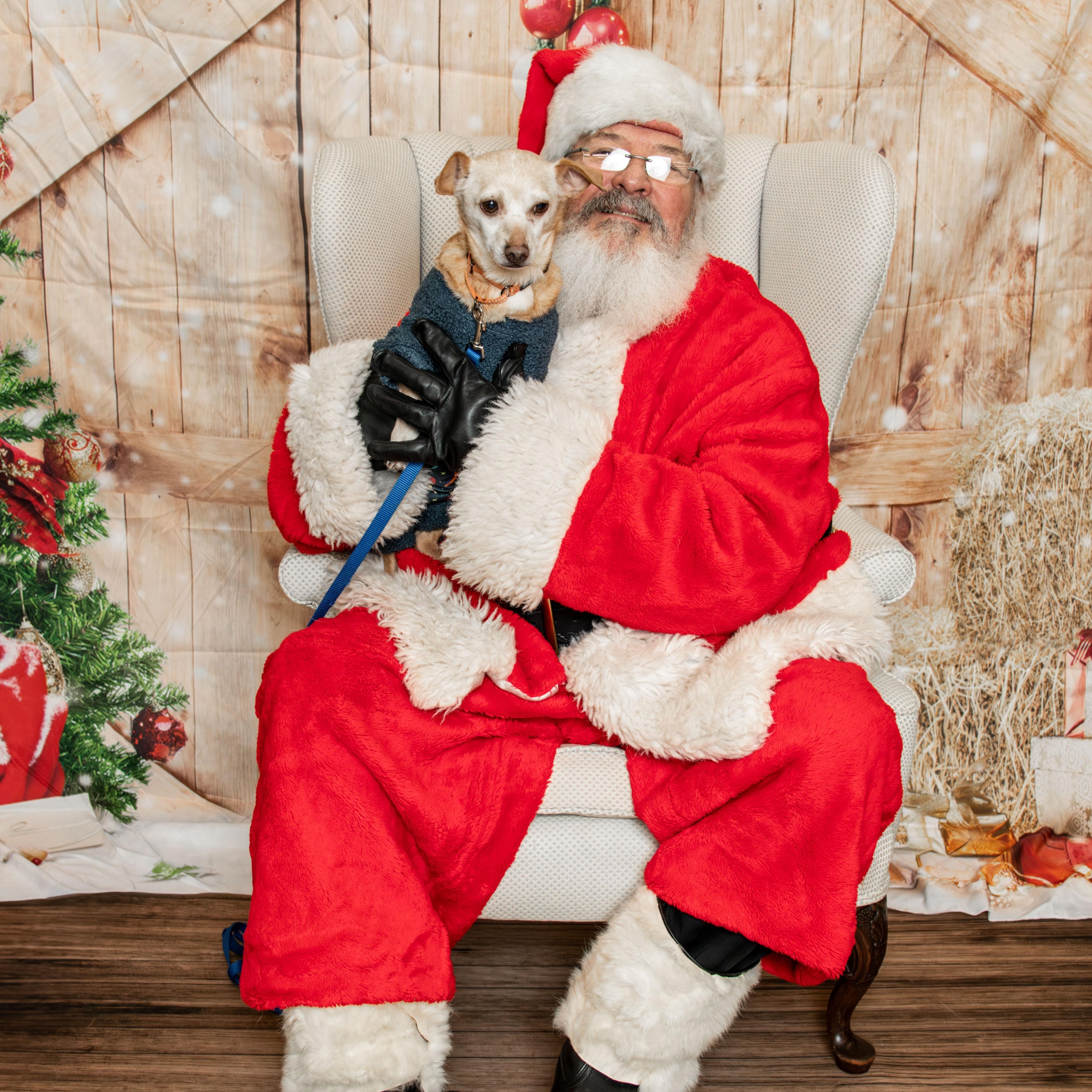 Enlarge Charli, a Adoptable mixed breed in Knoxville, TN image 2/5