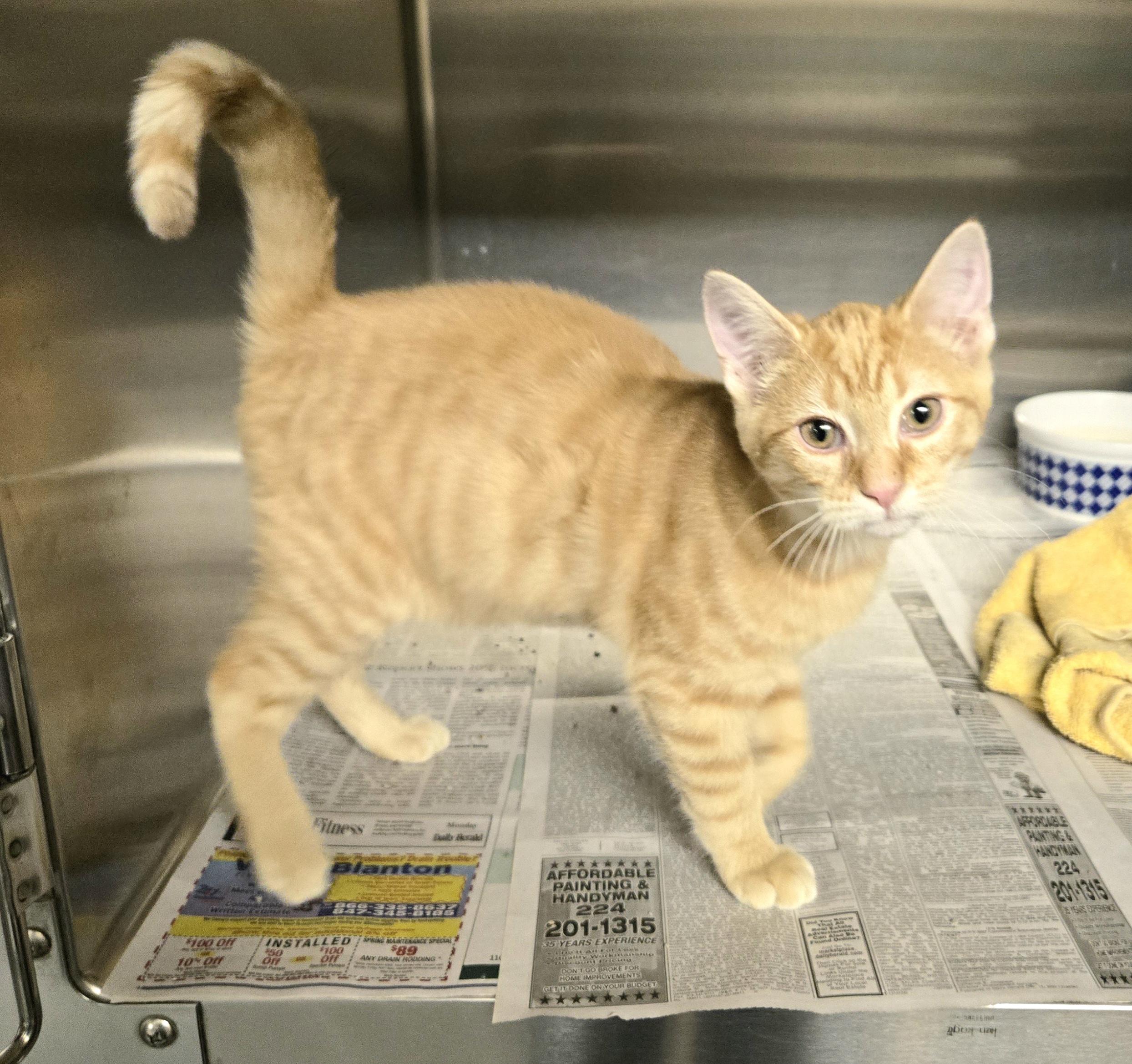 Enlarge Sunny, a ADOPTABLE Domestic Short Hair in Arlington Heights, IL image 2/2