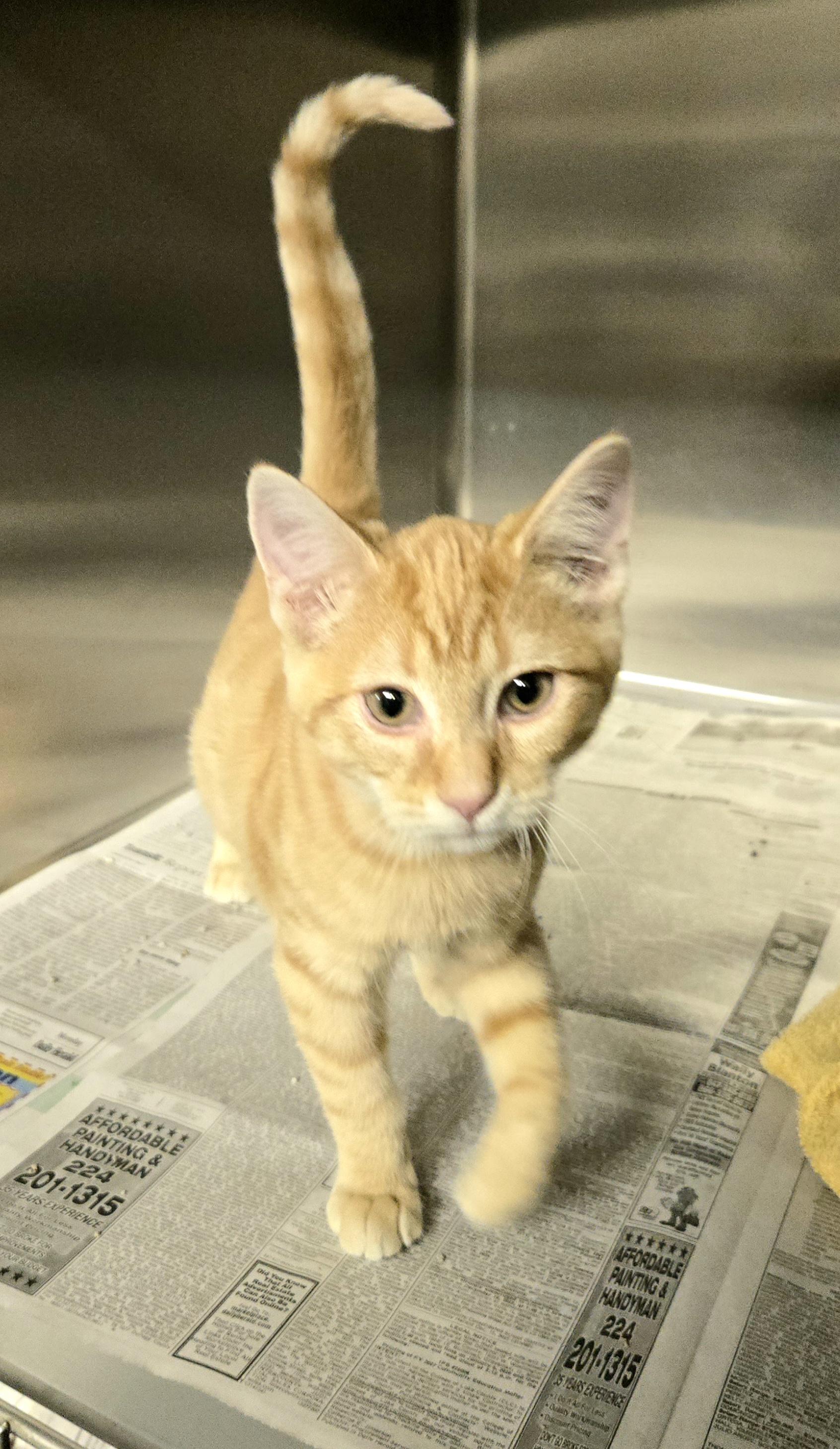 Enlarge Sunny, a ADOPTABLE Domestic Short Hair in Arlington Heights, IL image 1/2