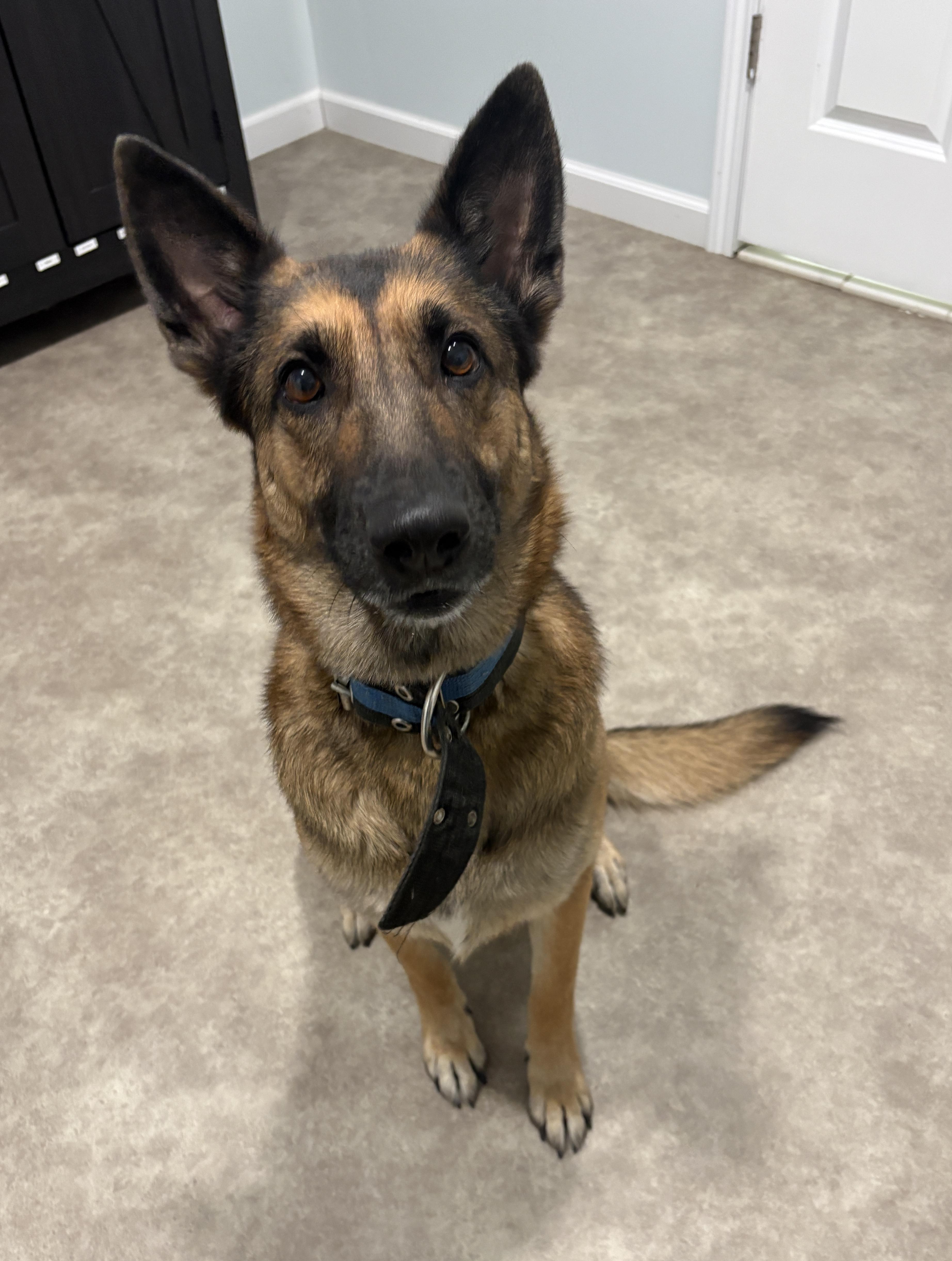 Rey, a ADOPTABLE mixed breed in Grant, NE image 4/5
