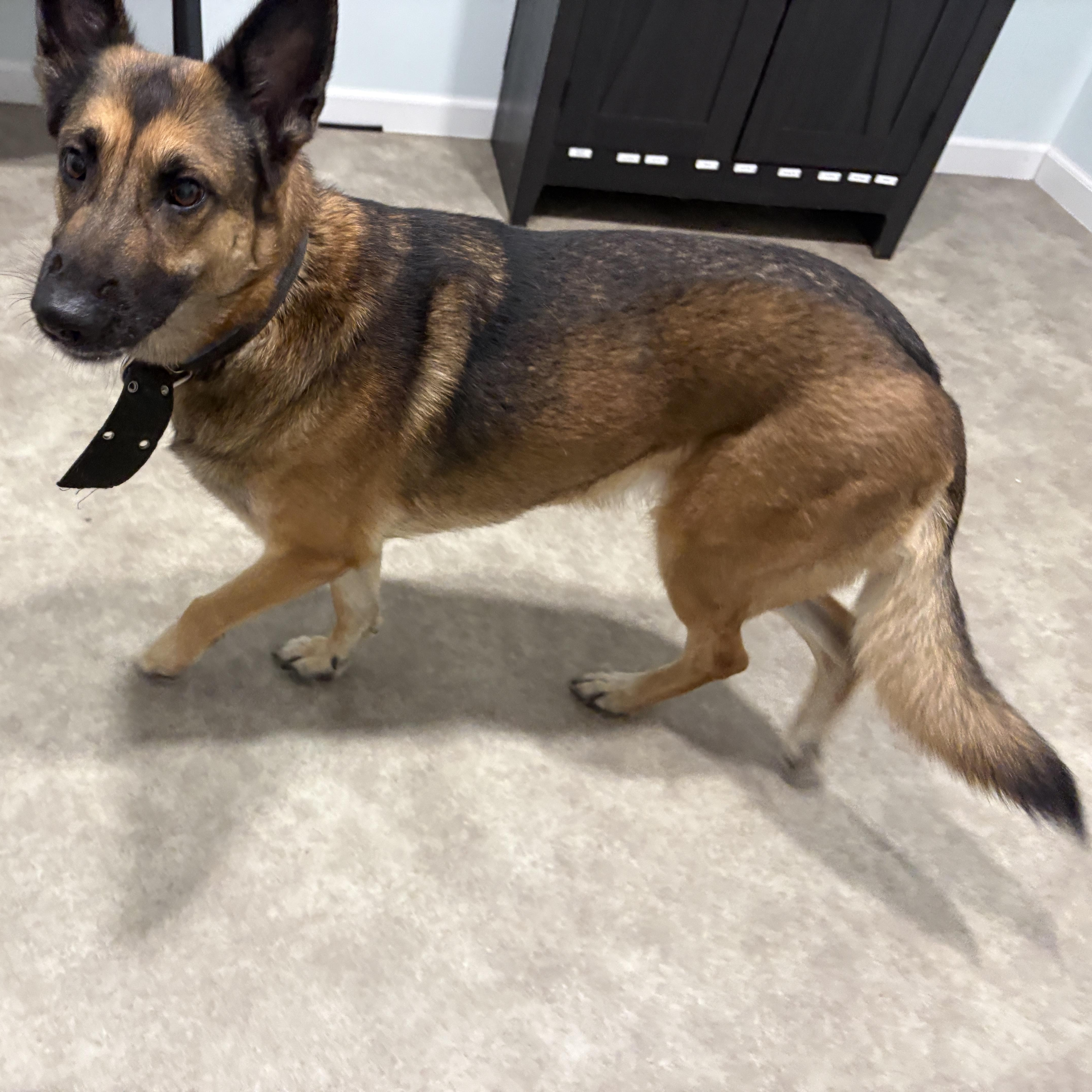 Rey, a ADOPTABLE mixed breed in Grant, NE image 3/5